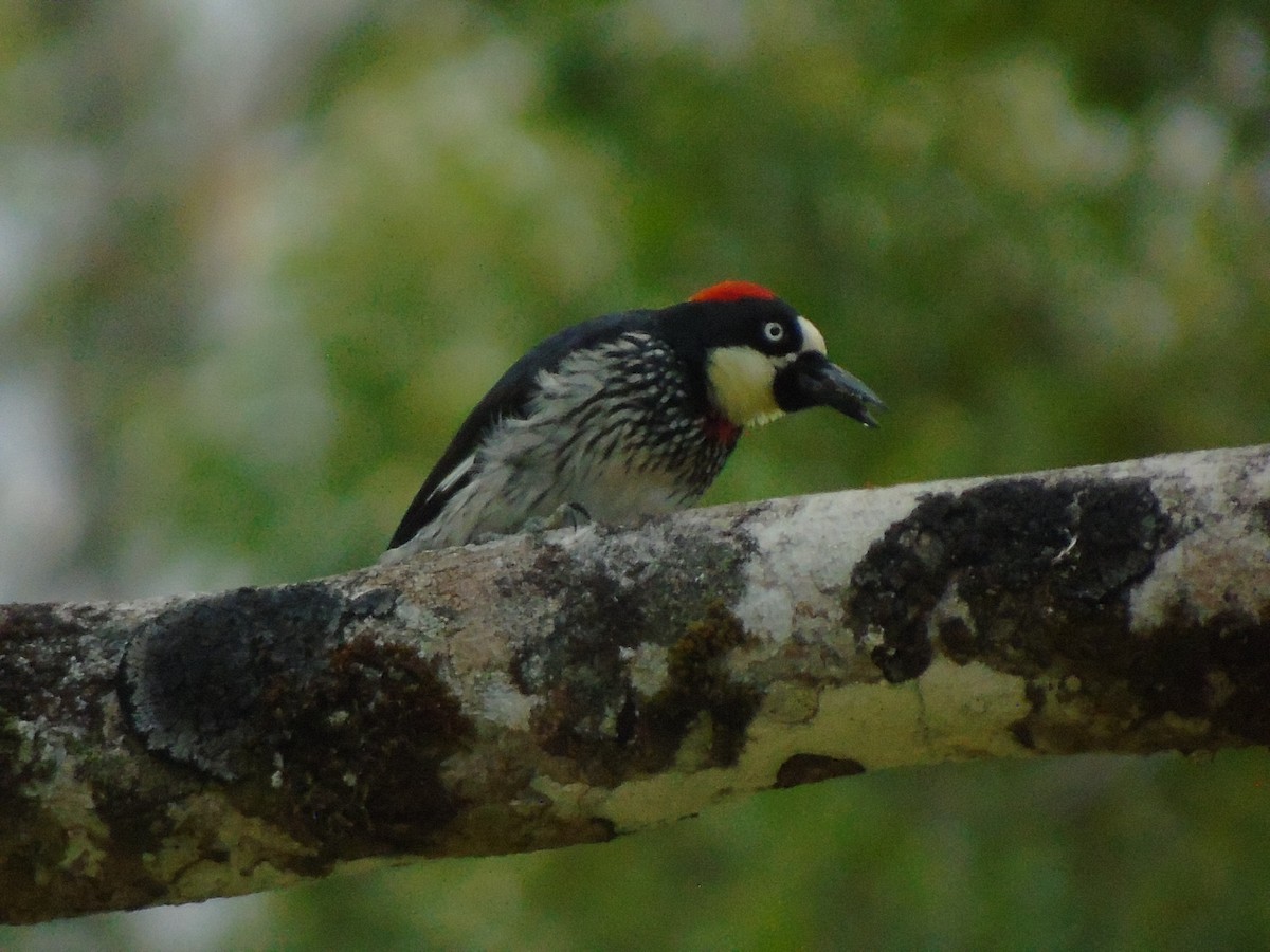 Acorn Woodpecker - ML562207011