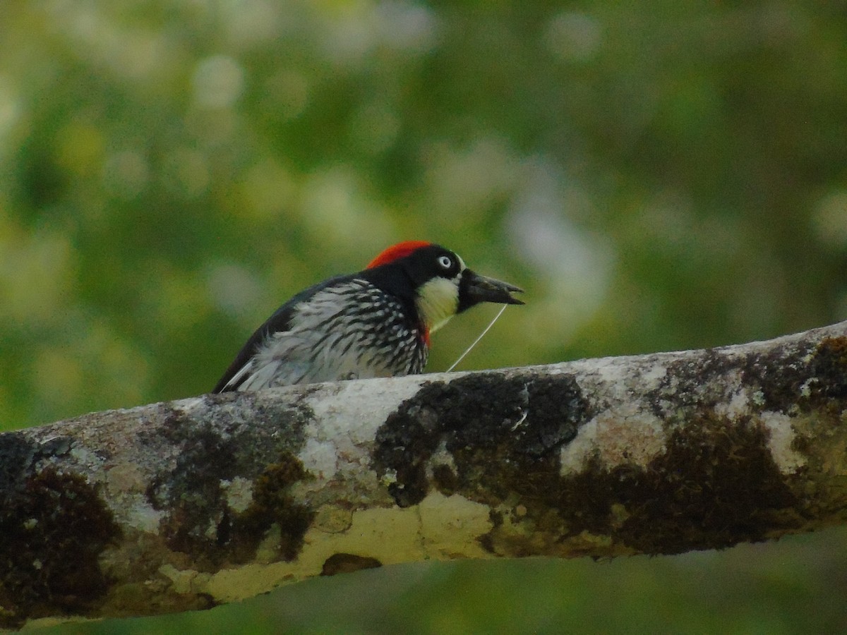 Acorn Woodpecker - ML562207141