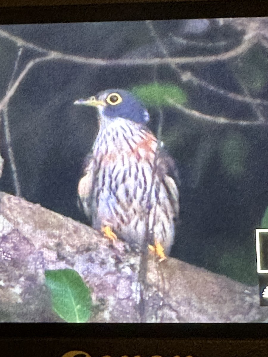 Northern Hawk-Cuckoo - ML562208151