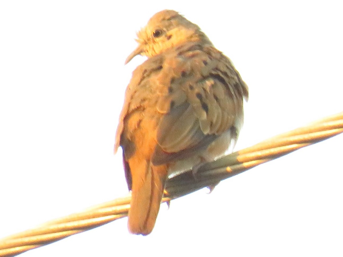 Ruddy Ground Dove - ML562209651