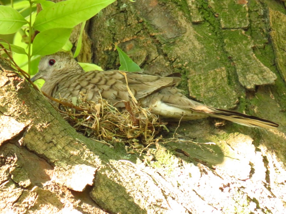 Ruddy Ground Dove - ML562209931