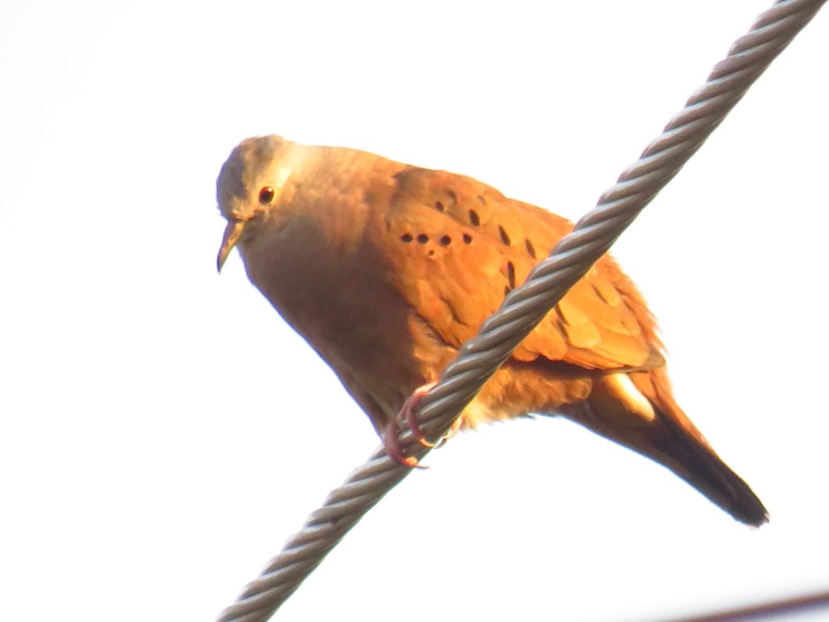 Ruddy Ground Dove - ML562210171