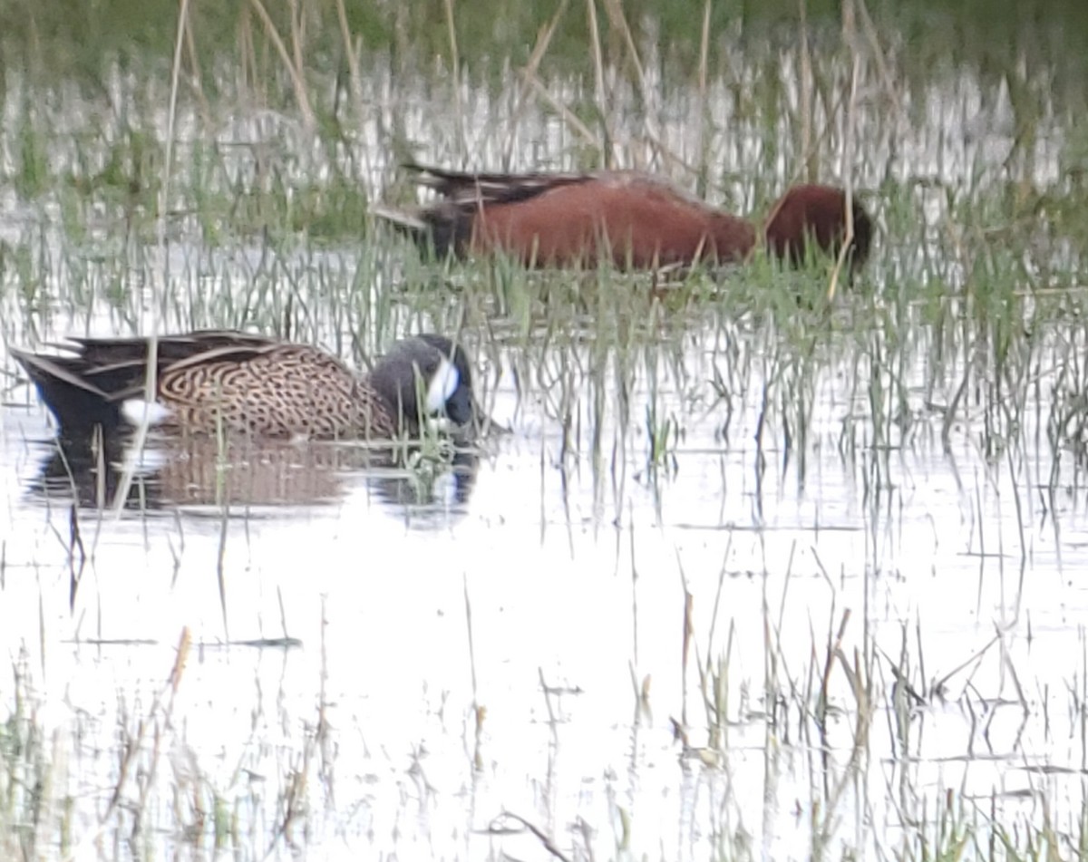 Blue-winged Teal - ML562211431