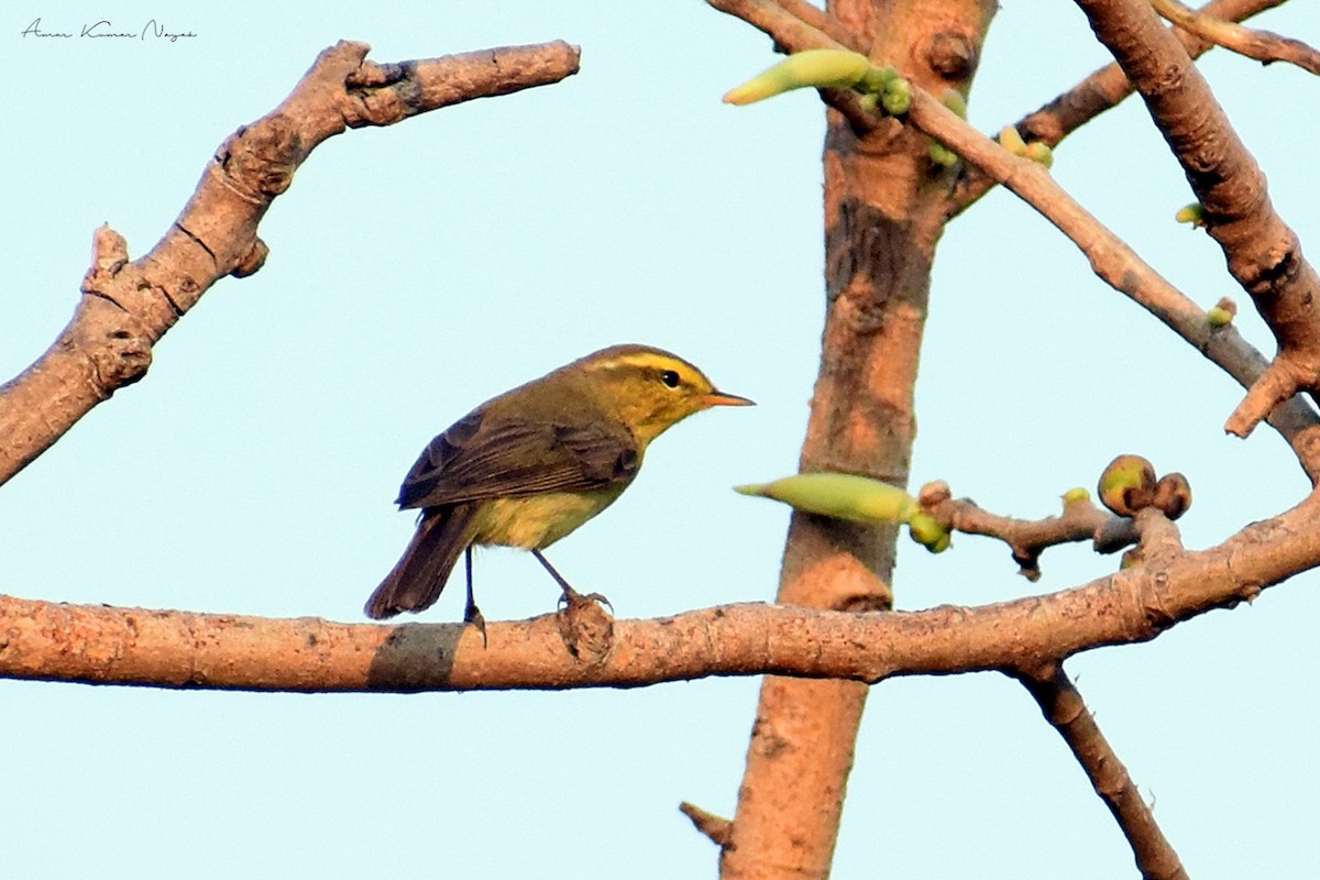 Sulphur-bellied Warbler - Amar Nayak