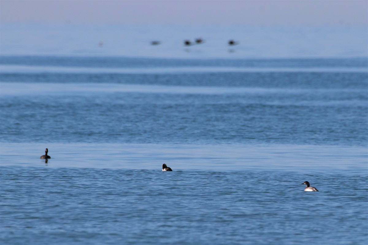 Common Loon - ML562212381