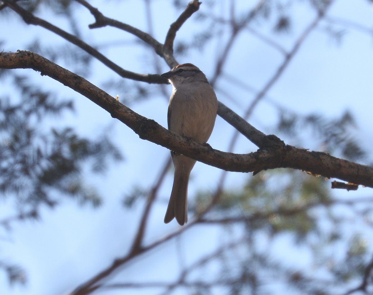 Chipping Sparrow - ML562214371