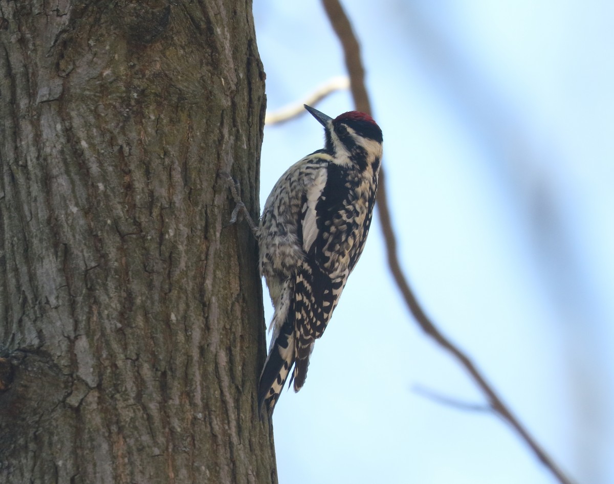 Yellow-bellied Sapsucker - ML562214451