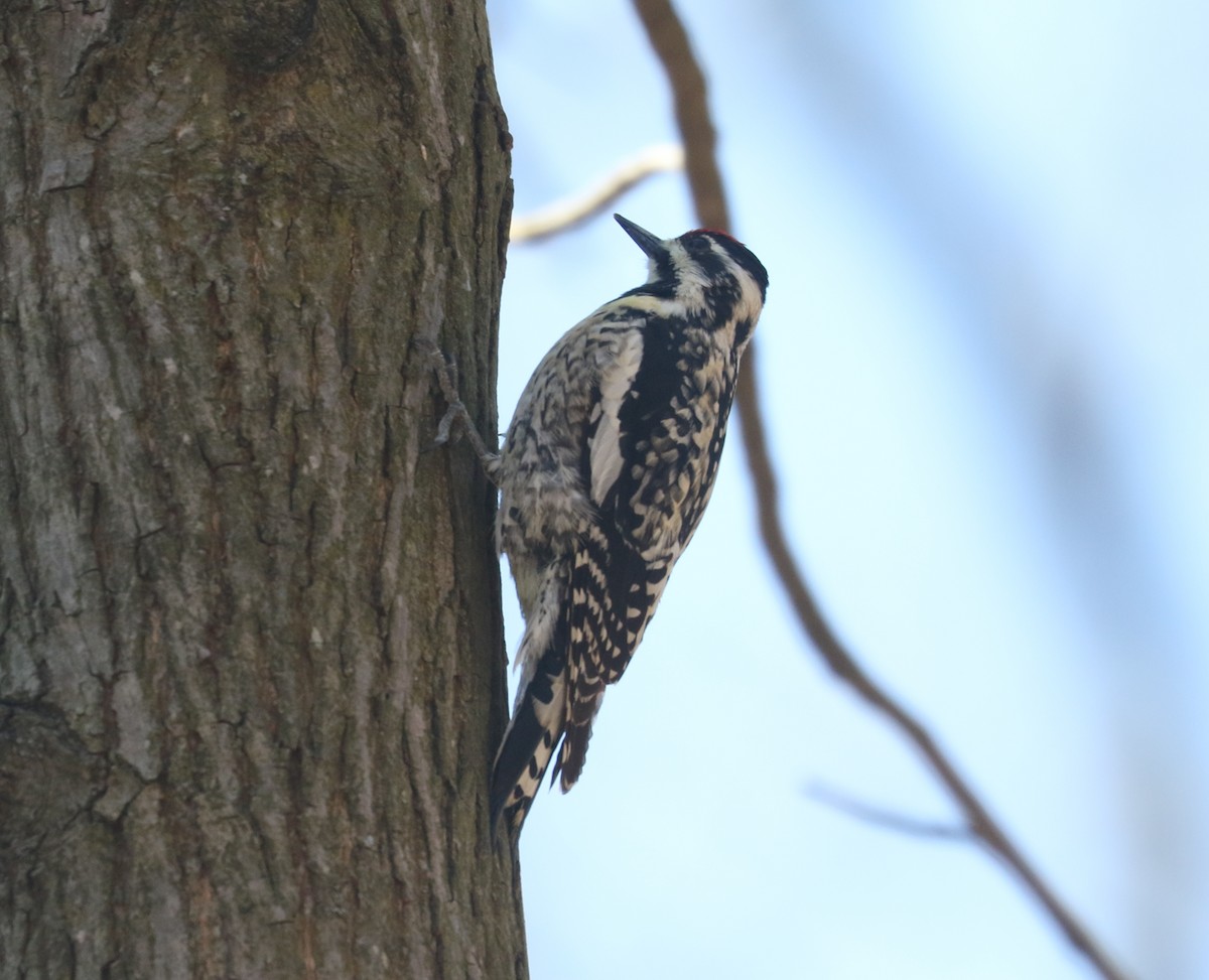 Yellow-bellied Sapsucker - ML562214461