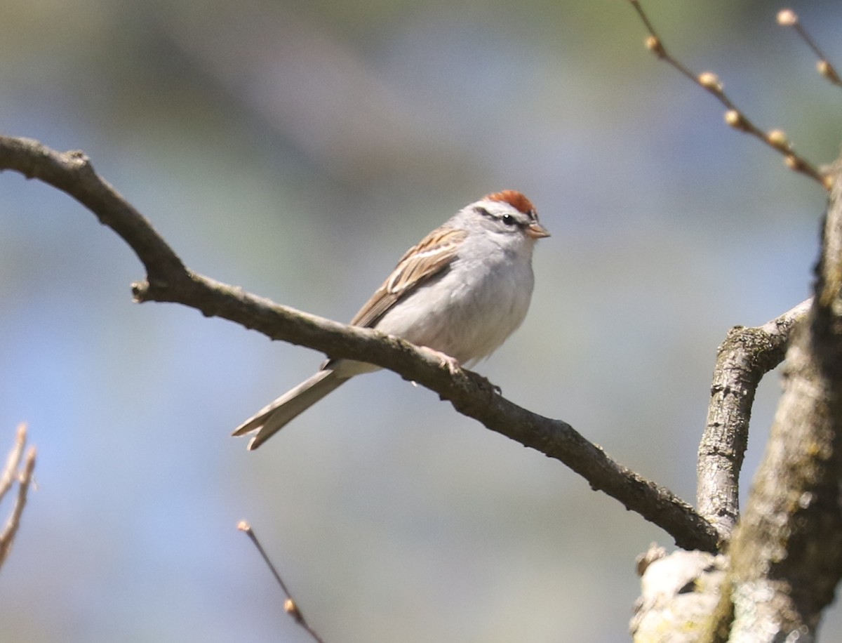 Chipping Sparrow - ML562214491