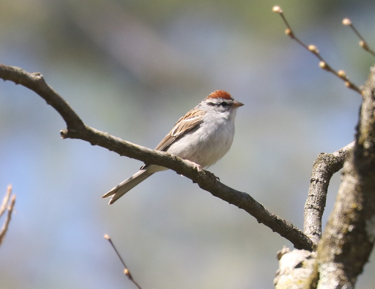 Chipping Sparrow - ML562214501