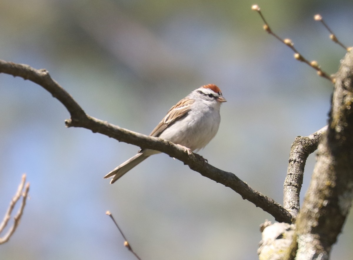 Chipping Sparrow - ML562214511