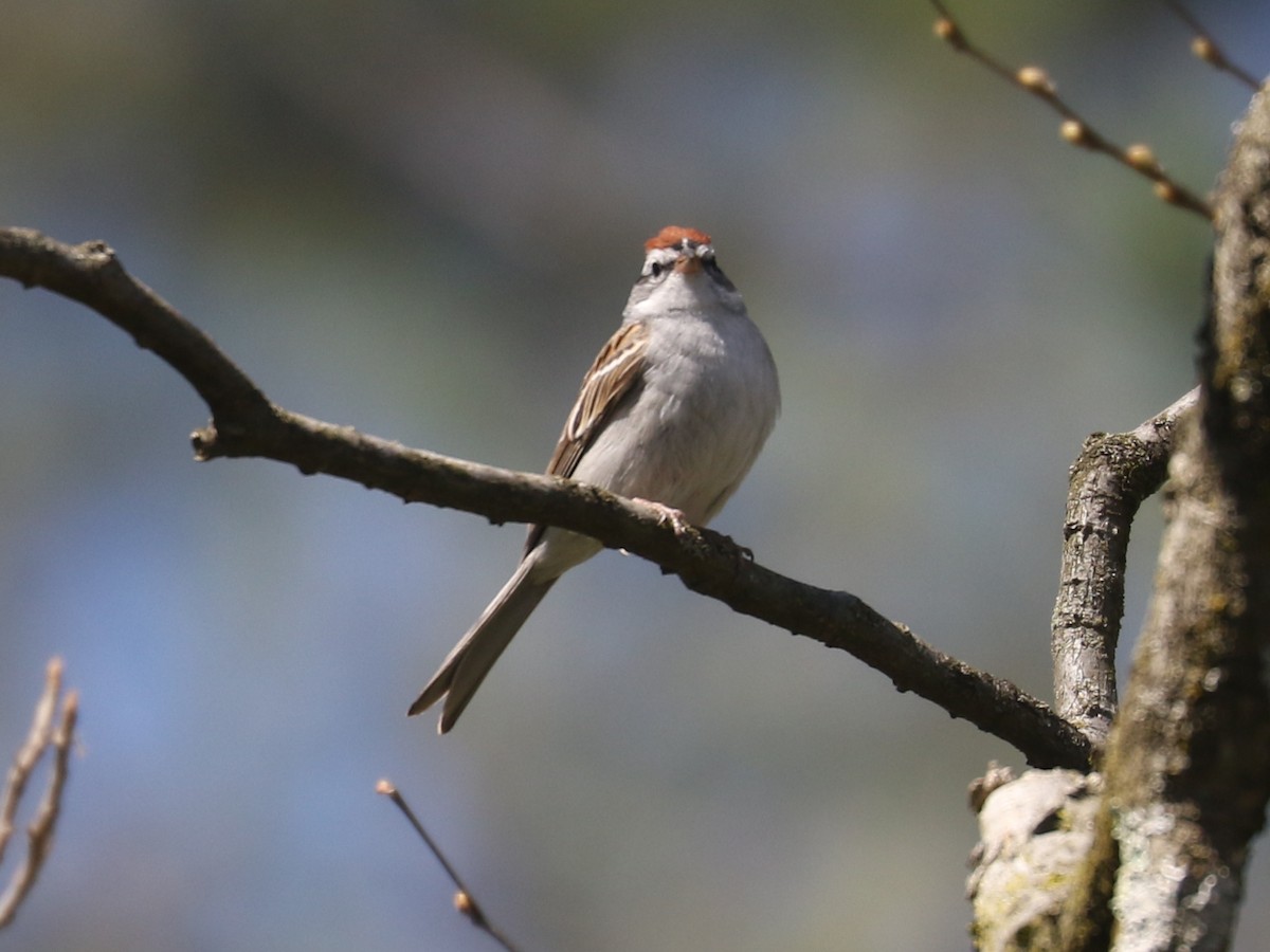 Chipping Sparrow - ML562214561