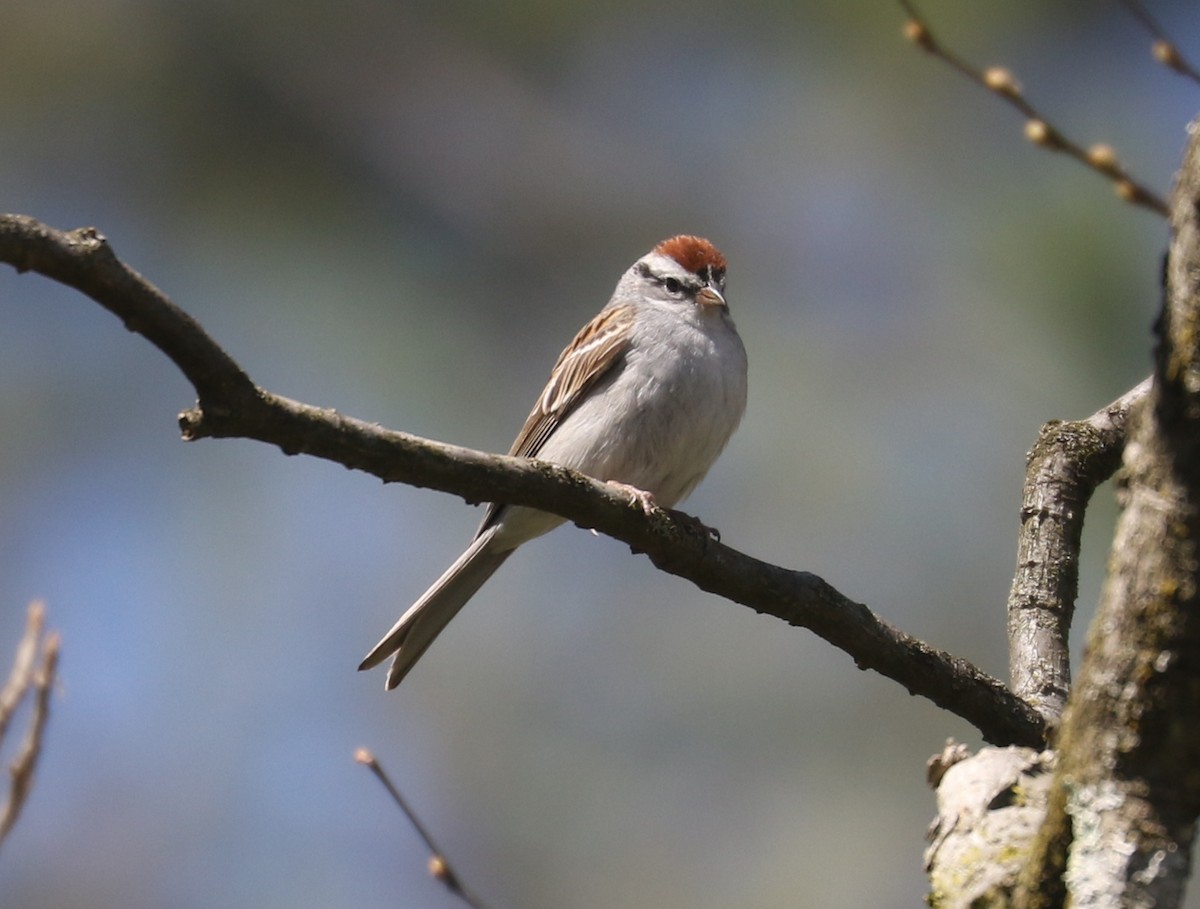 Chipping Sparrow - ML562214571
