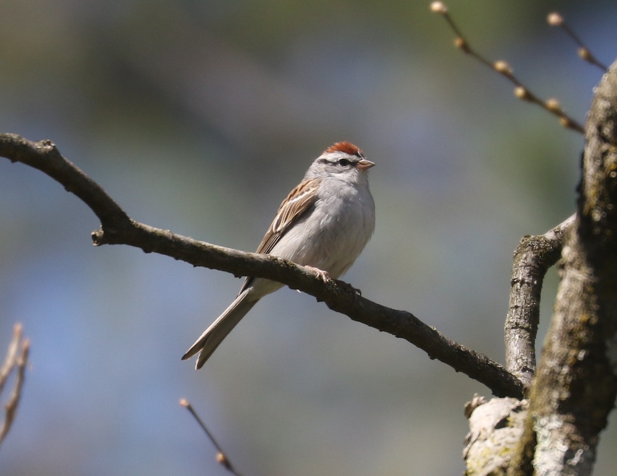 Chipping Sparrow - ML562214581