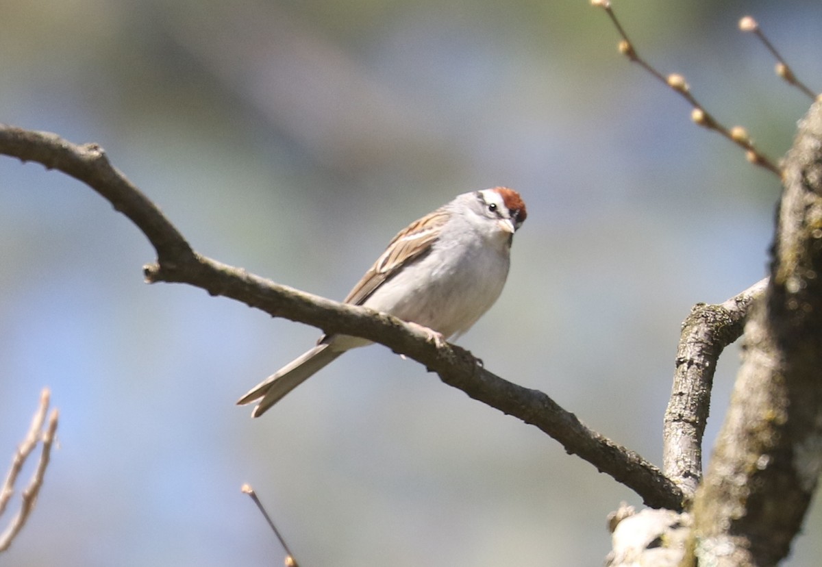 Chipping Sparrow - ML562214591