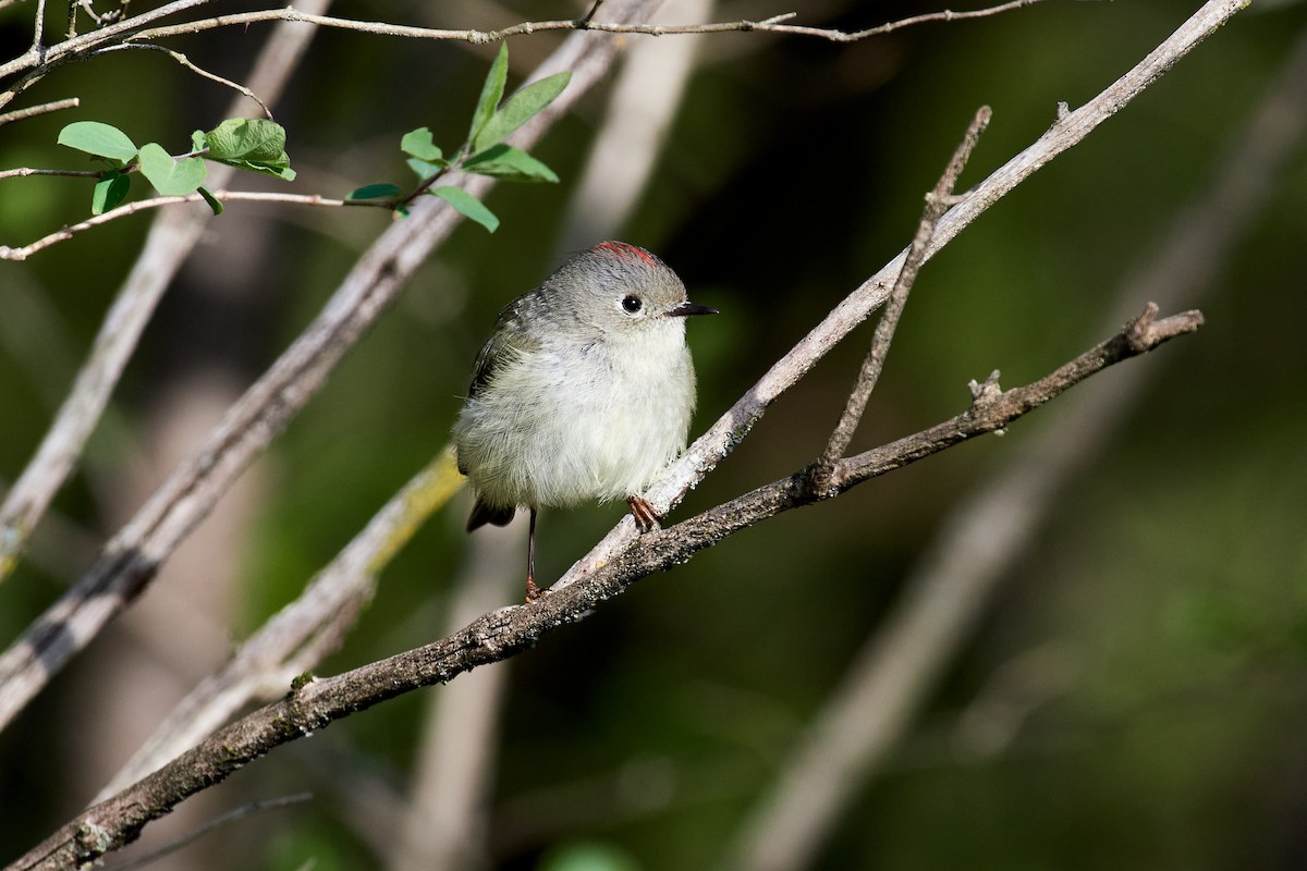 Ruby-crowned Kinglet - ML562215141