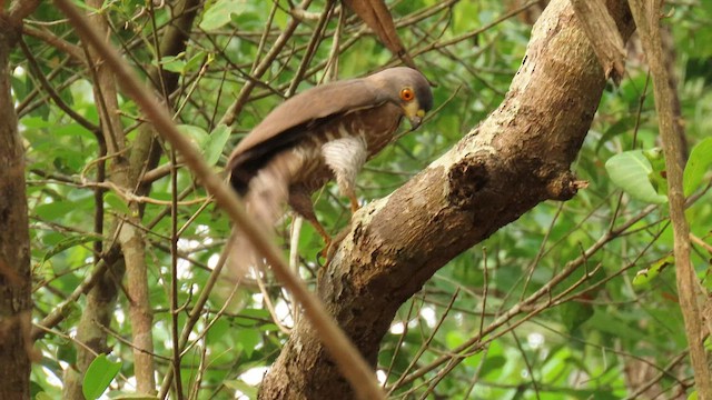 Crested Goshawk - ML562215261