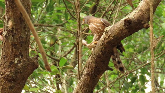 Crested Goshawk - ML562215271