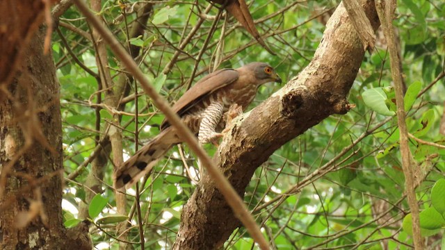 Crested Goshawk - ML562215281