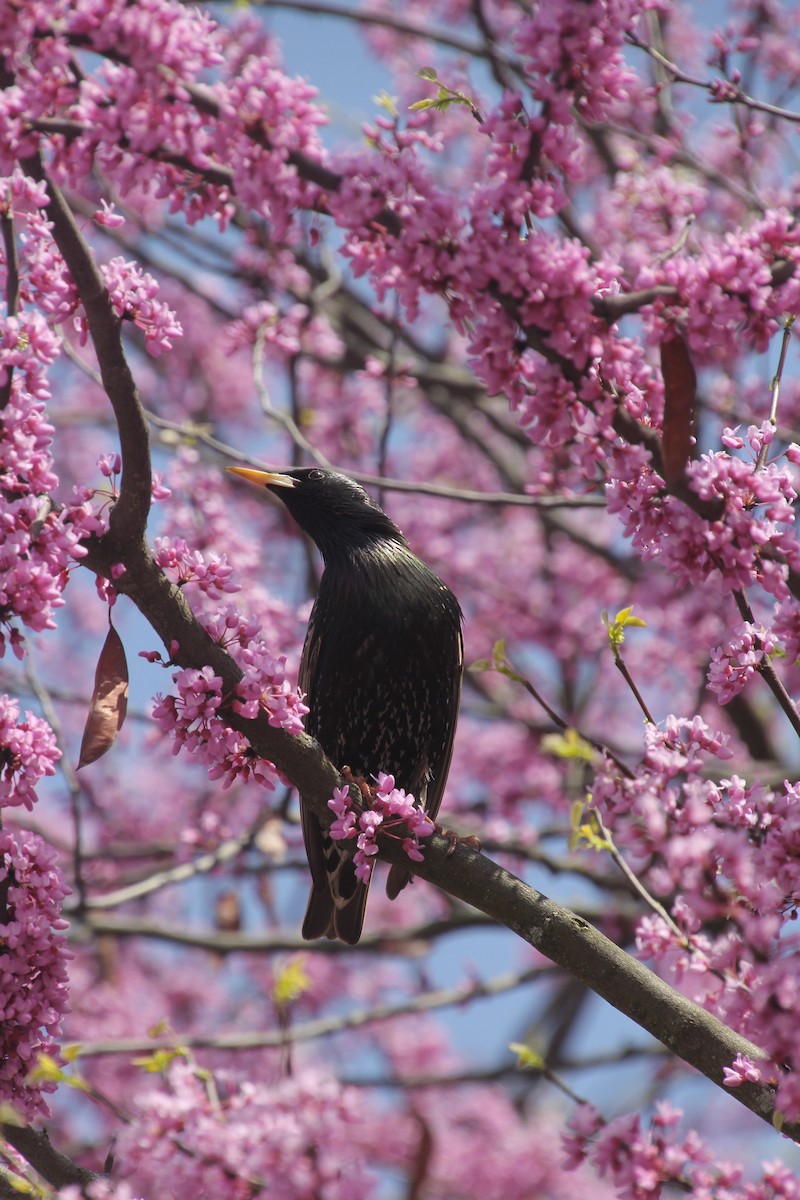 European Starling - ML562216861