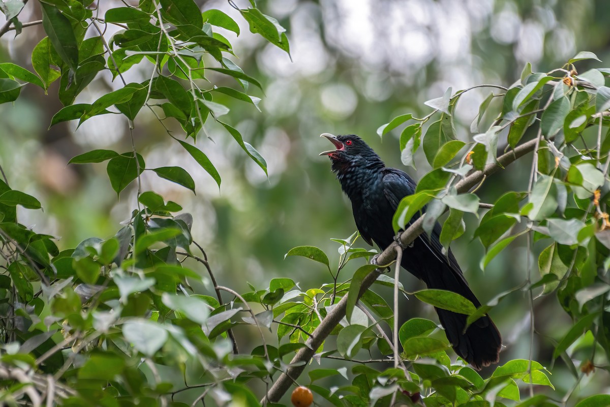 Asian Koel - ML562217541