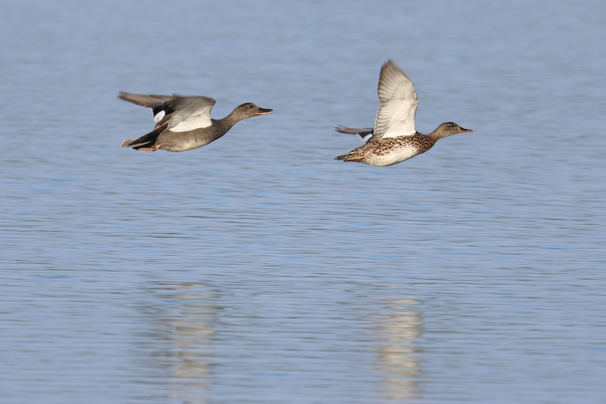 ברווז אפור - ML562217631