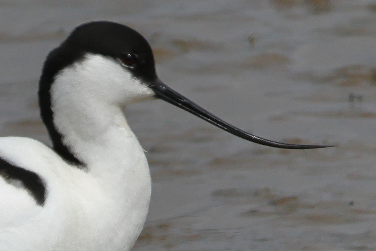 סייפן - ML562217851