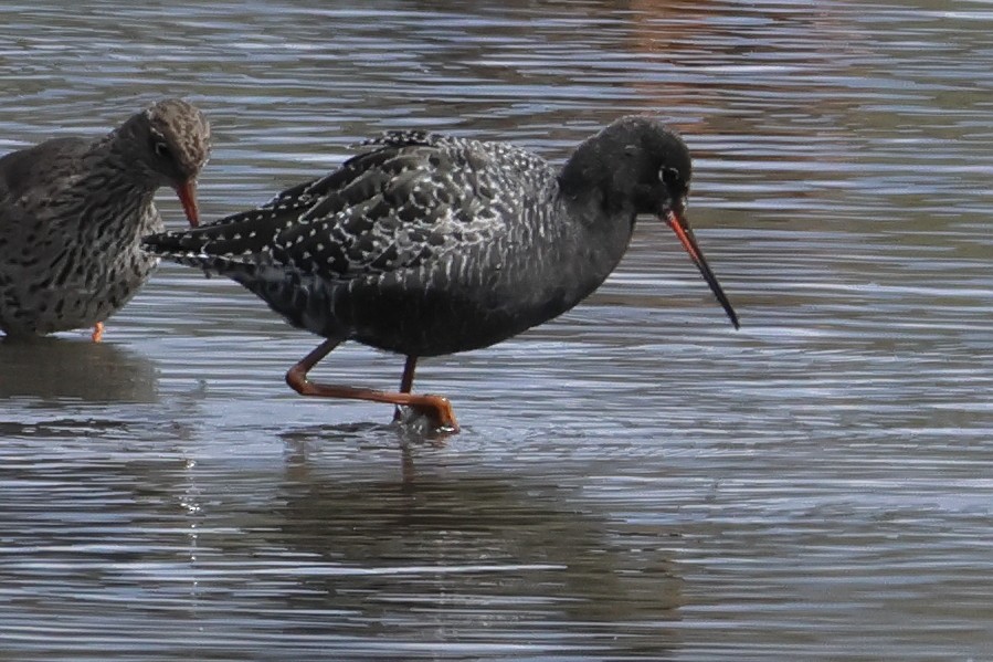 ביצנית אדומת-רגל - ML562217921