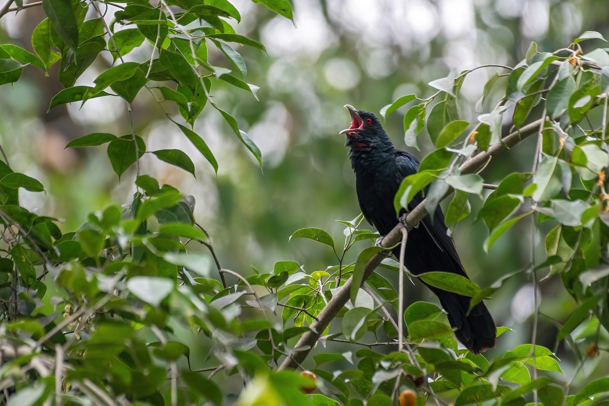 Asian Koel - ML562217931