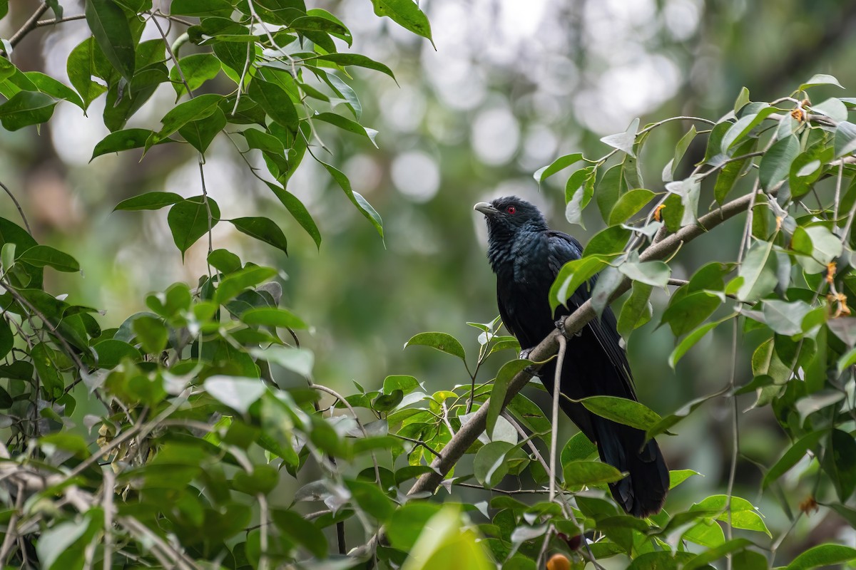 Asian Koel - ML562218181