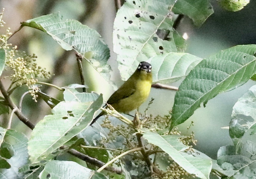 Capped White-eye - ML562218421