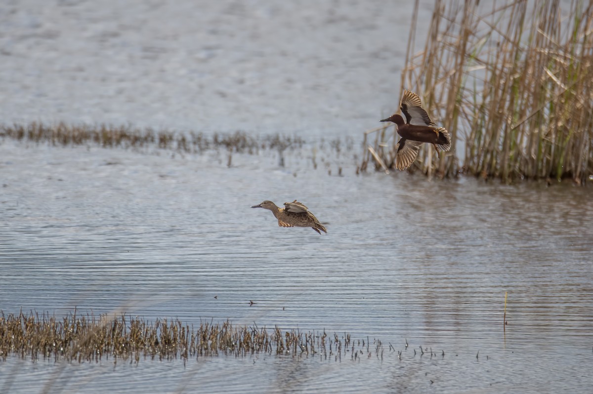 Cinnamon Teal - Vic Hubbard