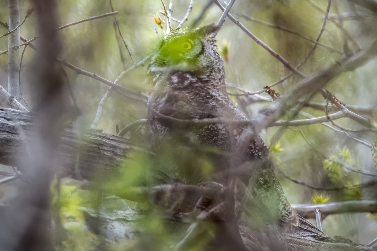 Great Horned Owl - Vic Hubbard