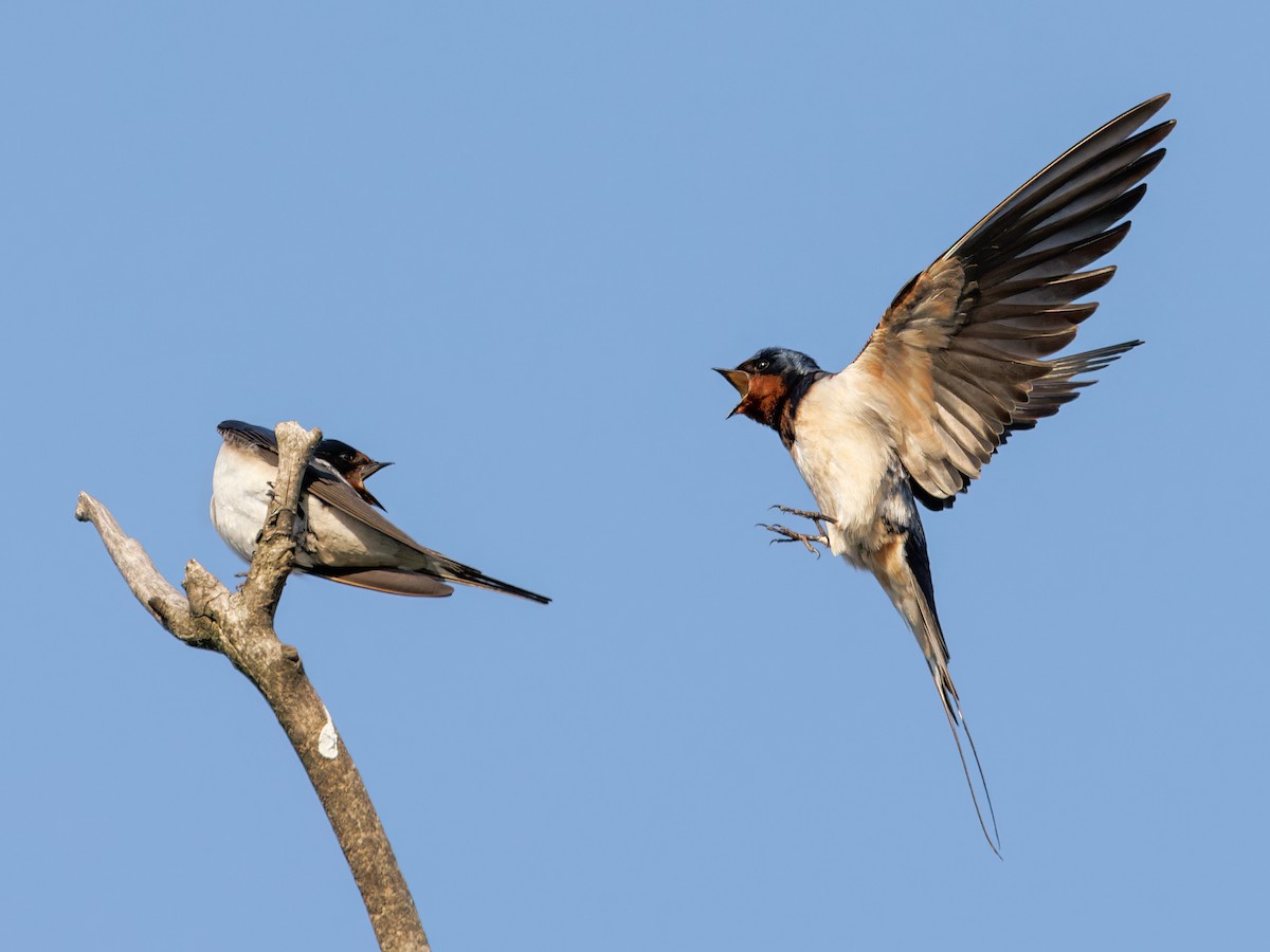 vlaštovka obecná - ML562219251