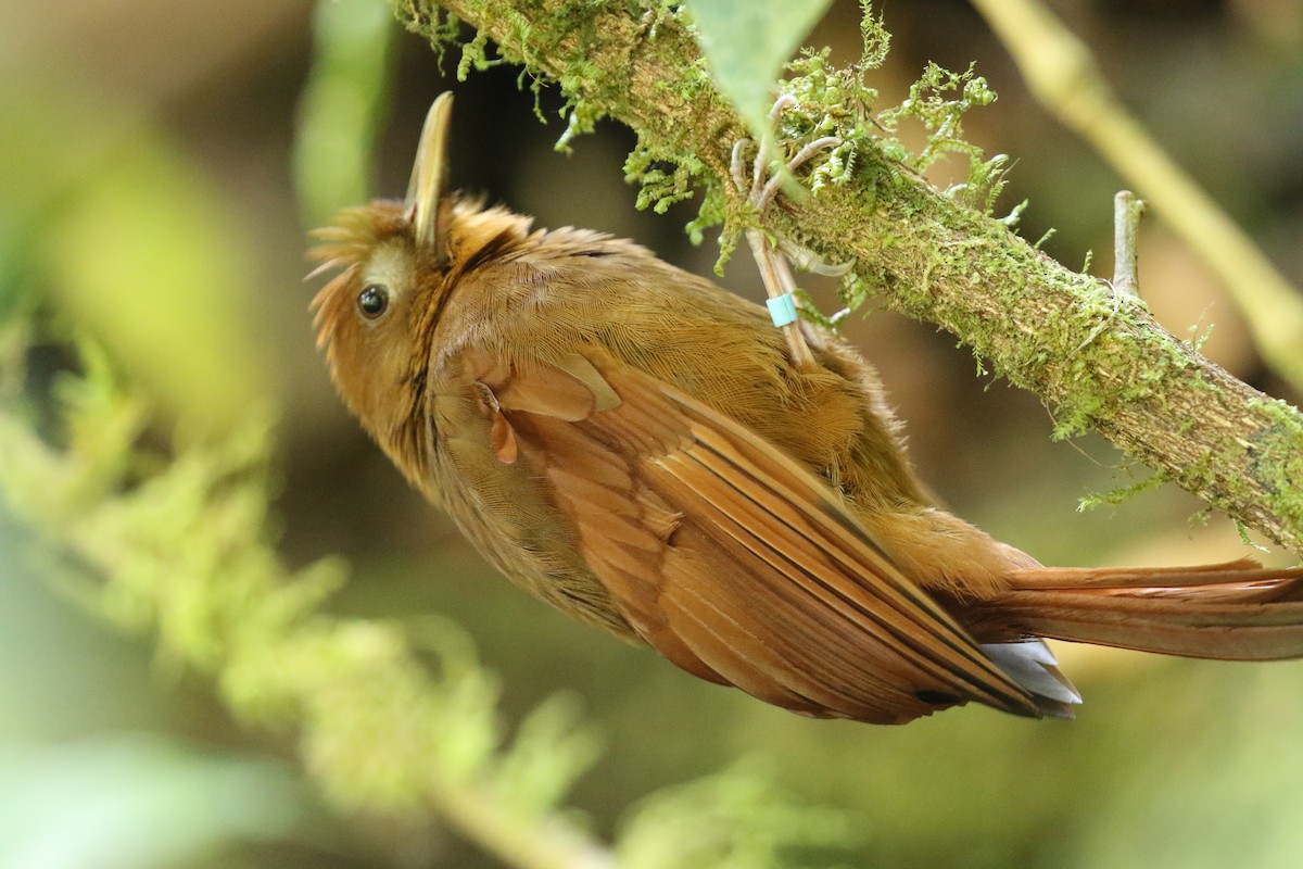 Ruddy Woodcreeper - Andrew Vallely