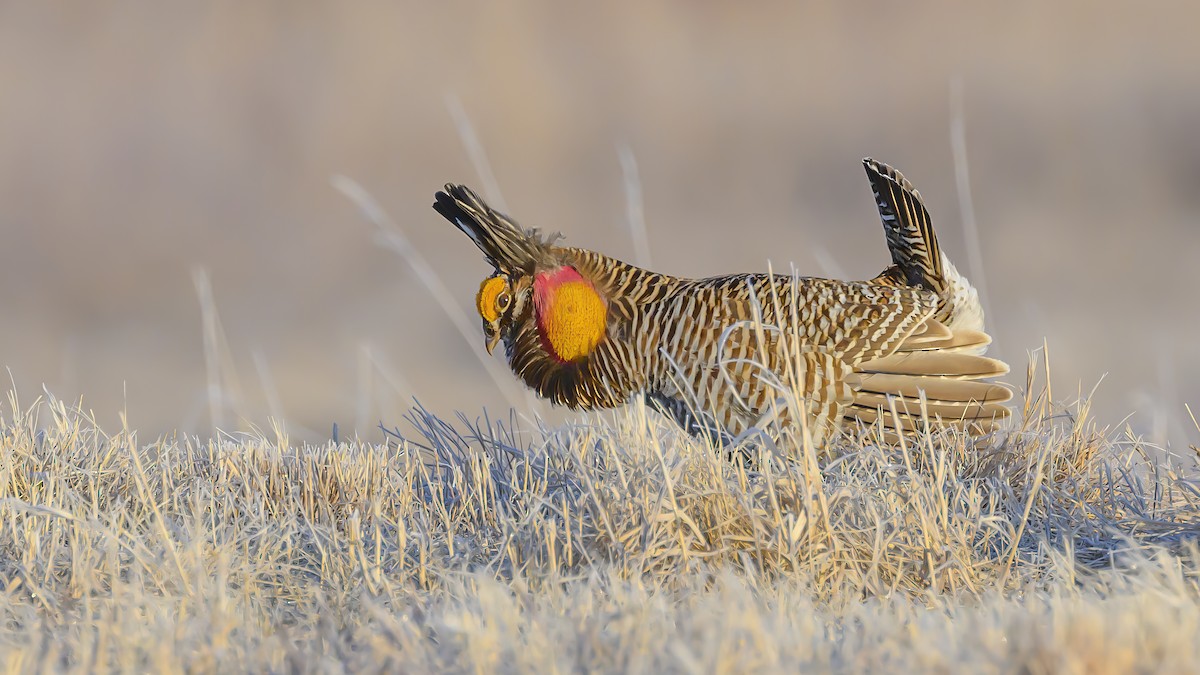 Greater Prairie-Chicken - ML562221831