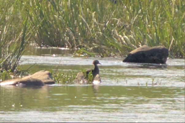 Wood Duck - ML562222361