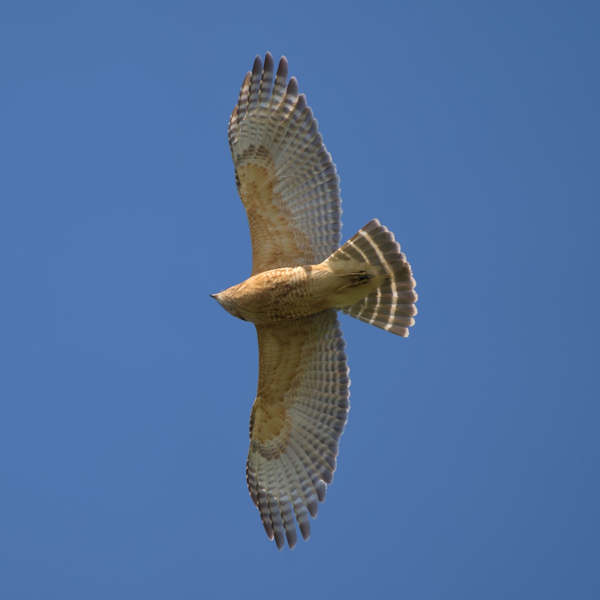 Red-shouldered Hawk - ML562222461