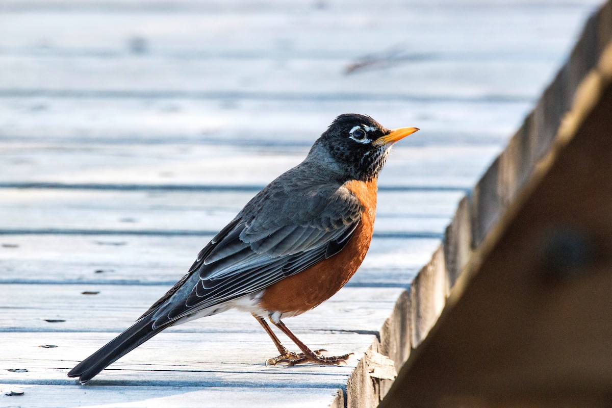 American Robin - Andrew whitham