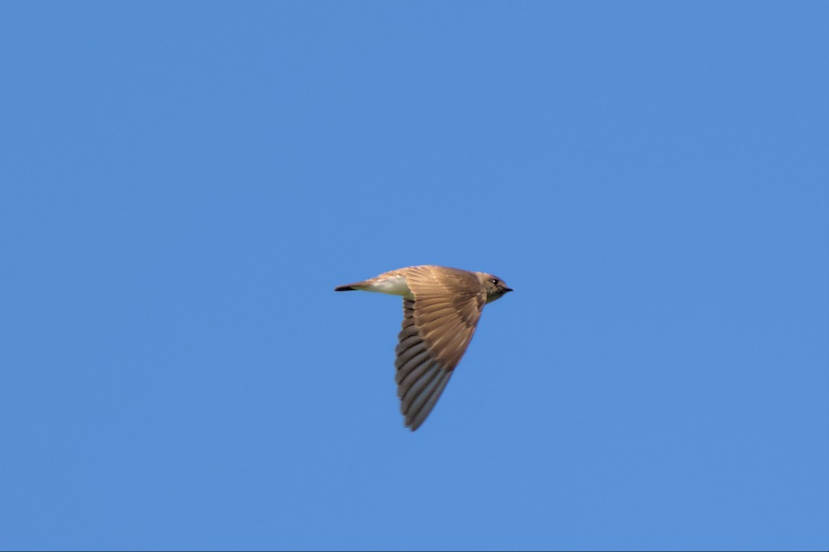 Northern Rough-winged Swallow - Mark Montazer