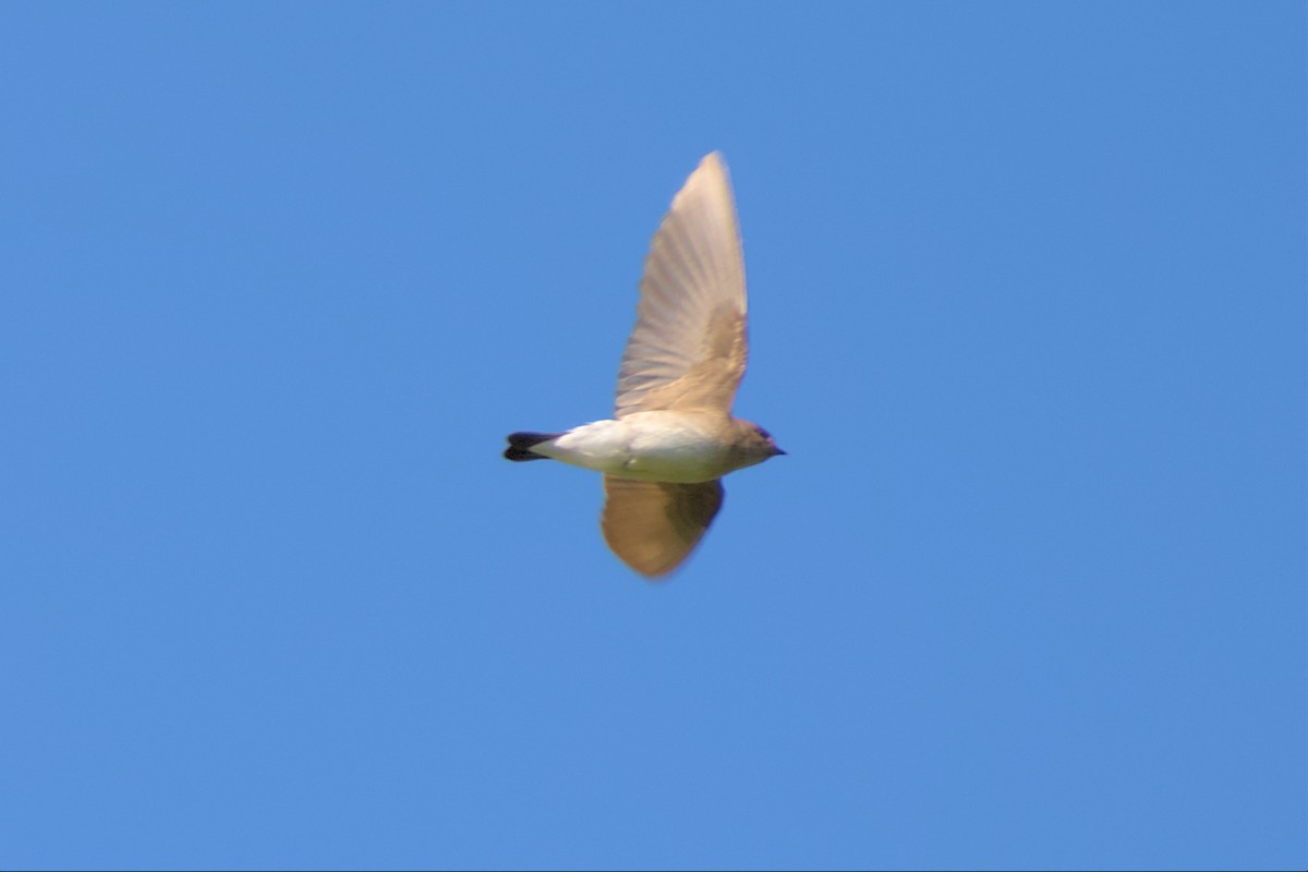 Northern Rough-winged Swallow - Mark Montazer