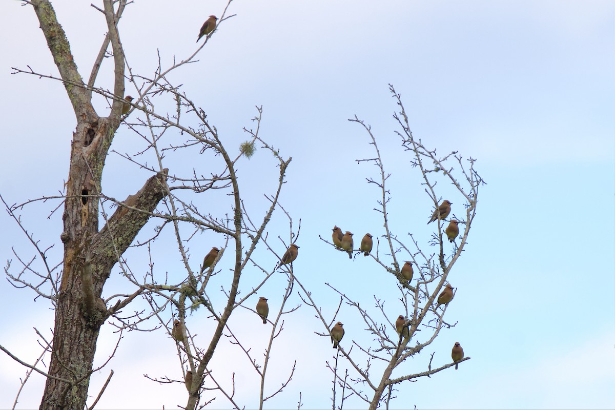 Cedar Waxwing - Mark Montazer