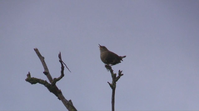 Eurasian Wren - ML562223441