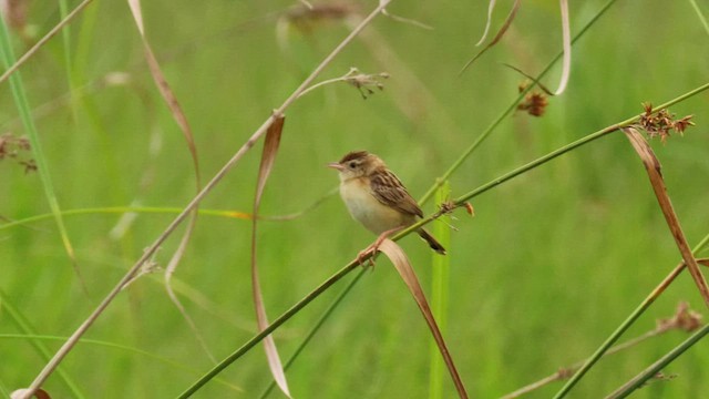 Zitting Cisticola - ML562224341