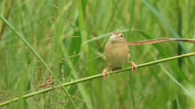 Zitting Cisticola - ML562224361