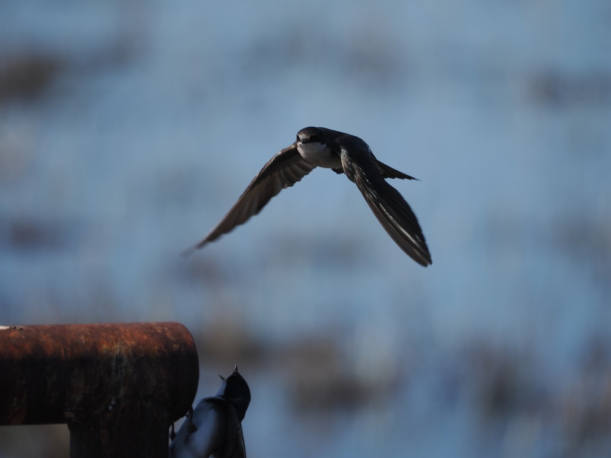 Tree Swallow - ML562225921