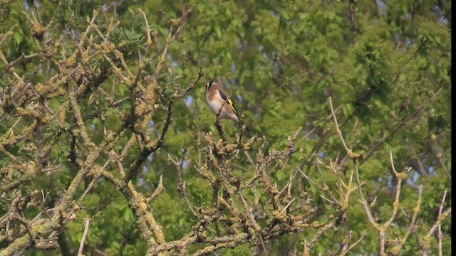 European Goldfinch - ML562226161