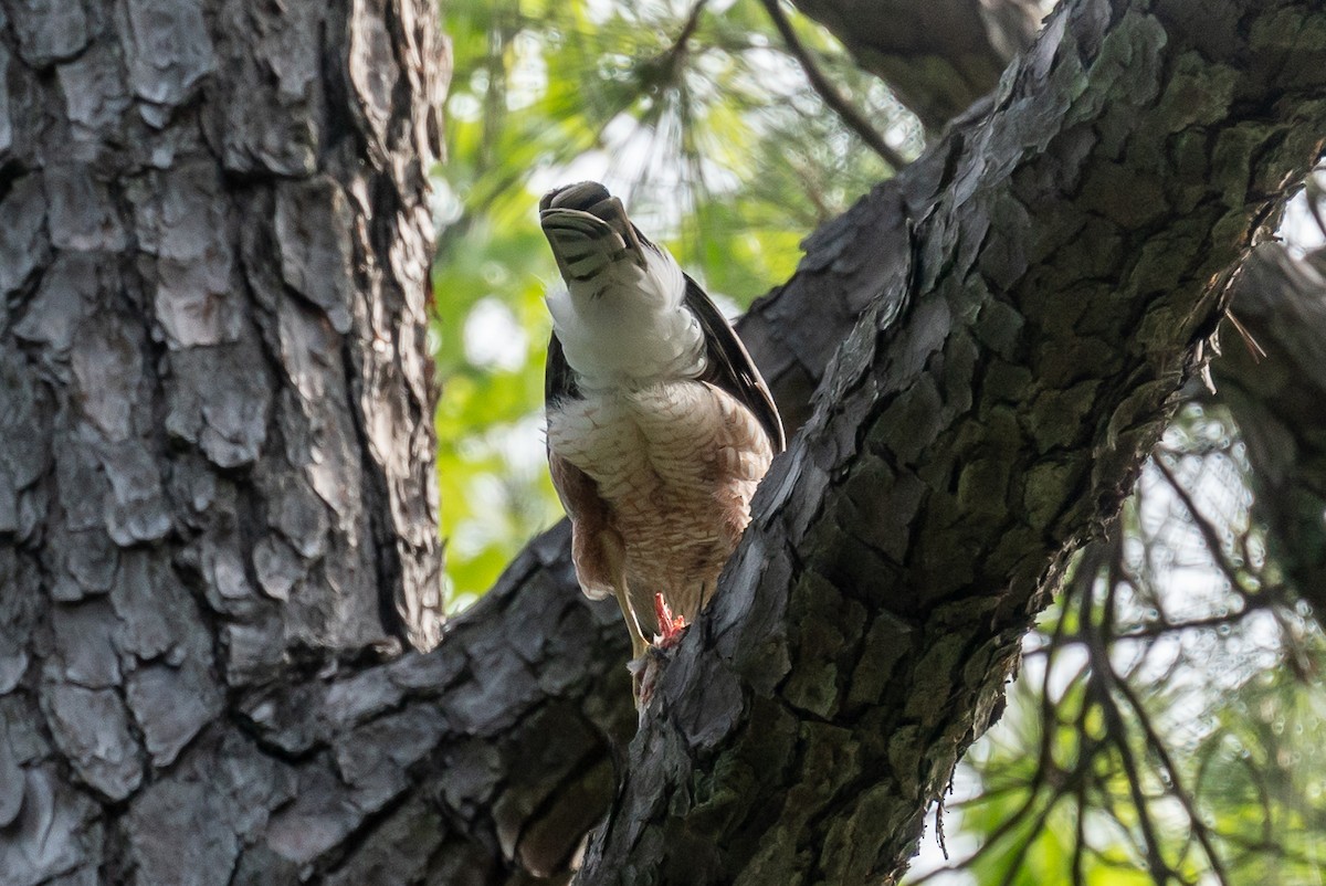 Cooper's Hawk - ML562227781