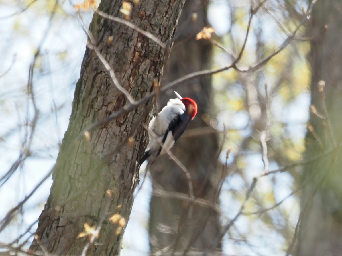 Red-headed Woodpecker - ML562227831
