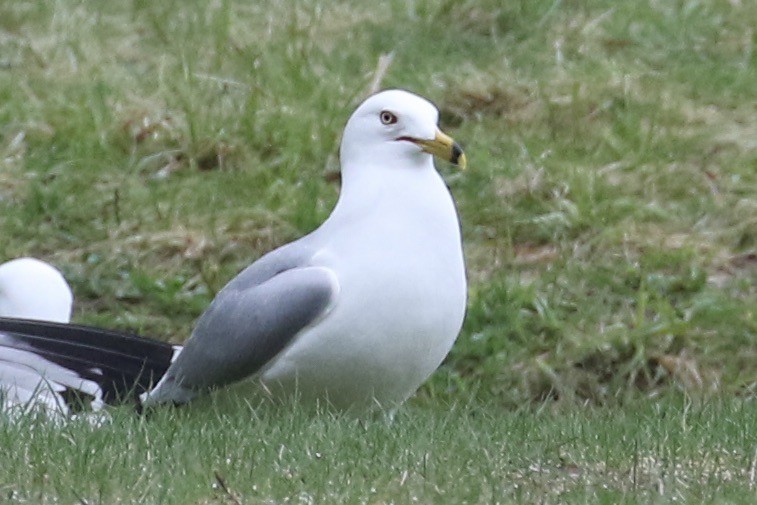 Ring-billed Gull - ML562228031